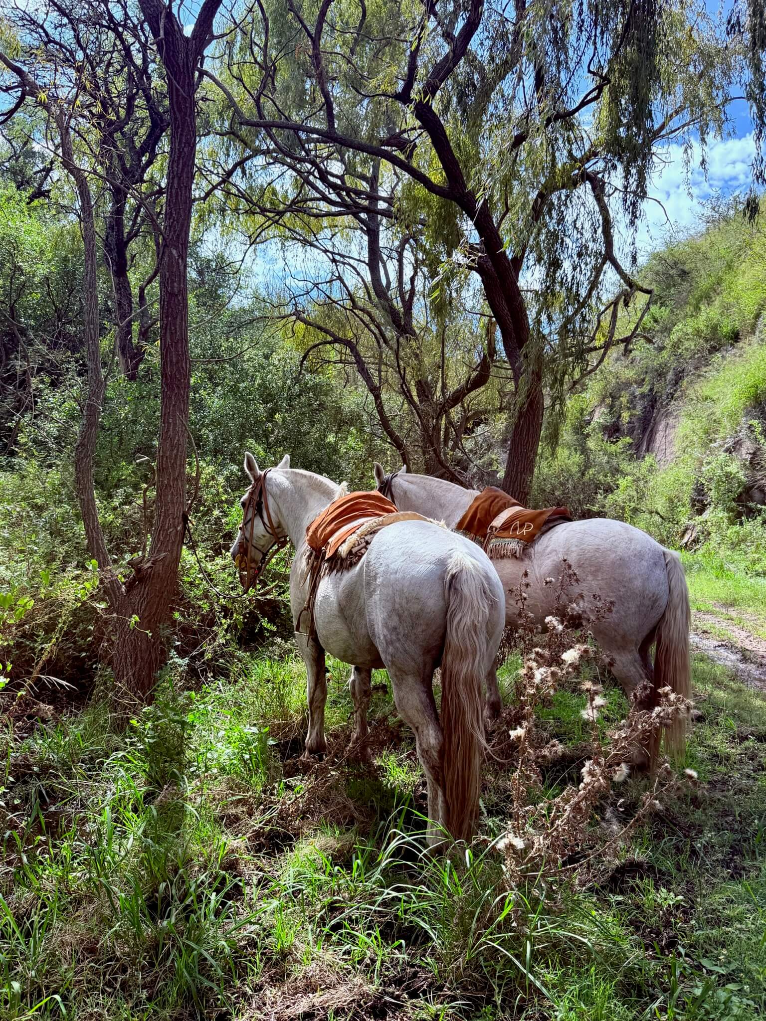 Two white horses by tree